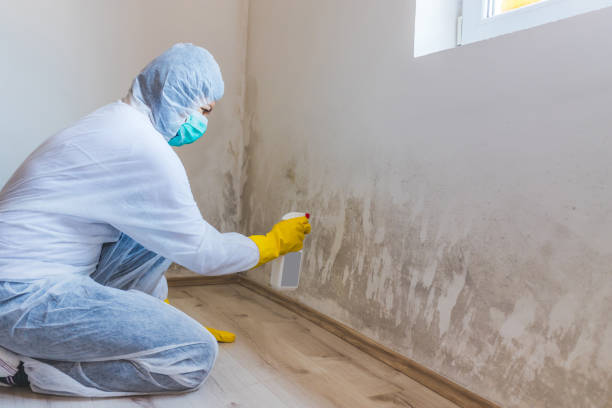 Licensed Mold Remediation service in West Milton, PA - WQB Mold Removal